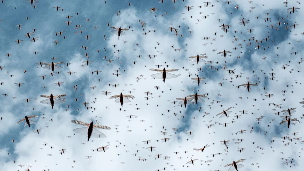 Jata skakavaca mogu izgubiti bitku: Azotno đubrivo smanjuje štetu i povećava prinos