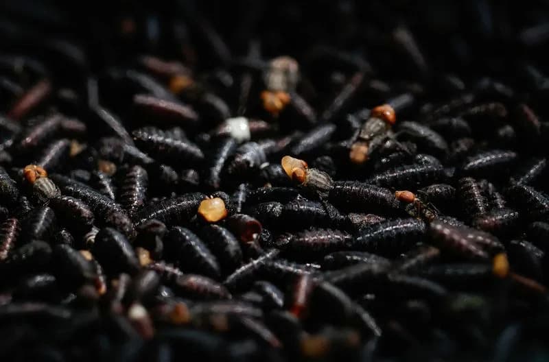 USDA Počinje Ispuštanje Svetlećih Sterilnih Muva Blizu Granice SAD‑Meksiko Da Bi Suzbila 'Screwworm'