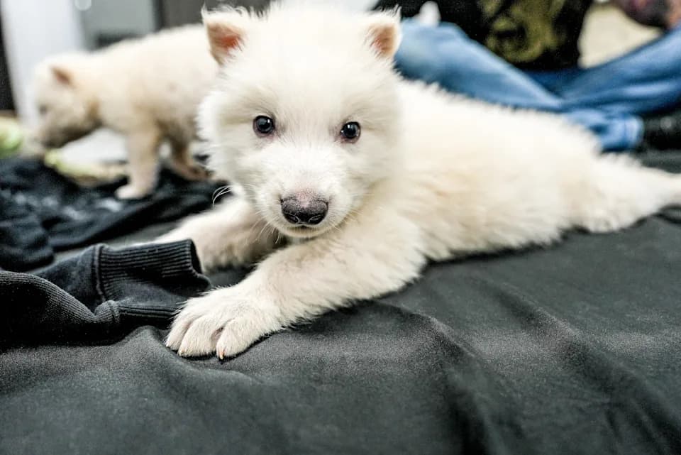 Colossal BioVault: „Savremeni Nojev Kovčeg” genetskog materijala dolazi u Dubai