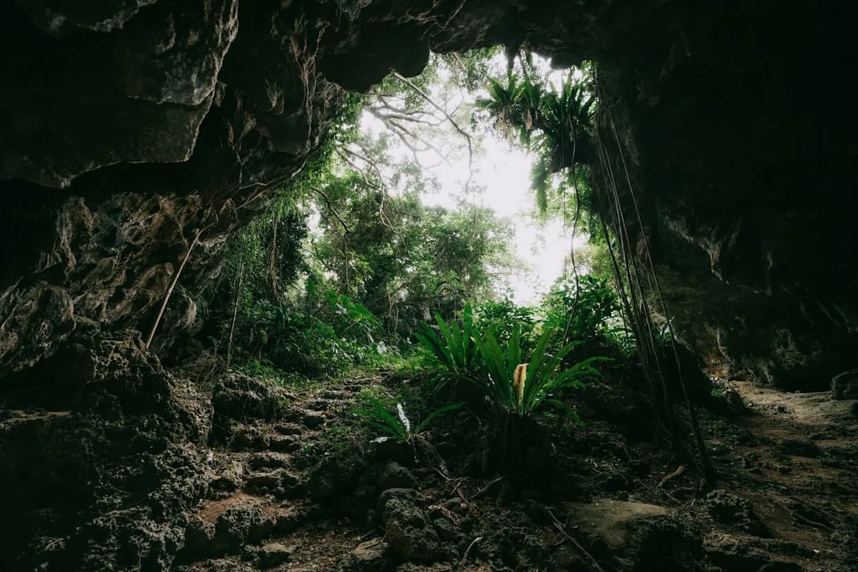 Fosili Stari Milion Godina Otkriveni Na Severnom Ostrvu: Nova Vrsta Papagaja I Izgubljena Avifauna
