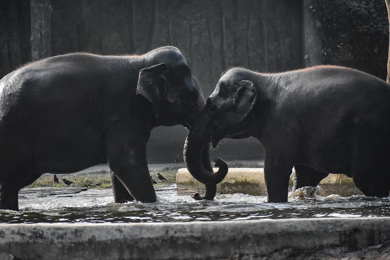 Colossal BioVault: Genetski „bekap” za 10.000 vrsta otvara se u Dubaiju