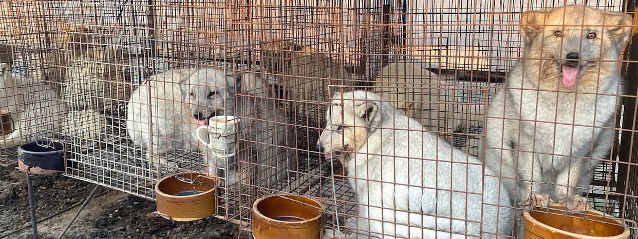 Zašto izbijanja bolesti na kineskim farmama krzna predstavljaju pretnju po javno zdravlje