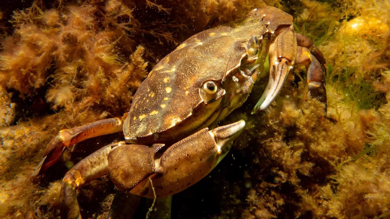 Alarmantno otkriće: Morski toplotni talasi povećavaju smrtnost larvi mangrovskog fiddler raka do 34%