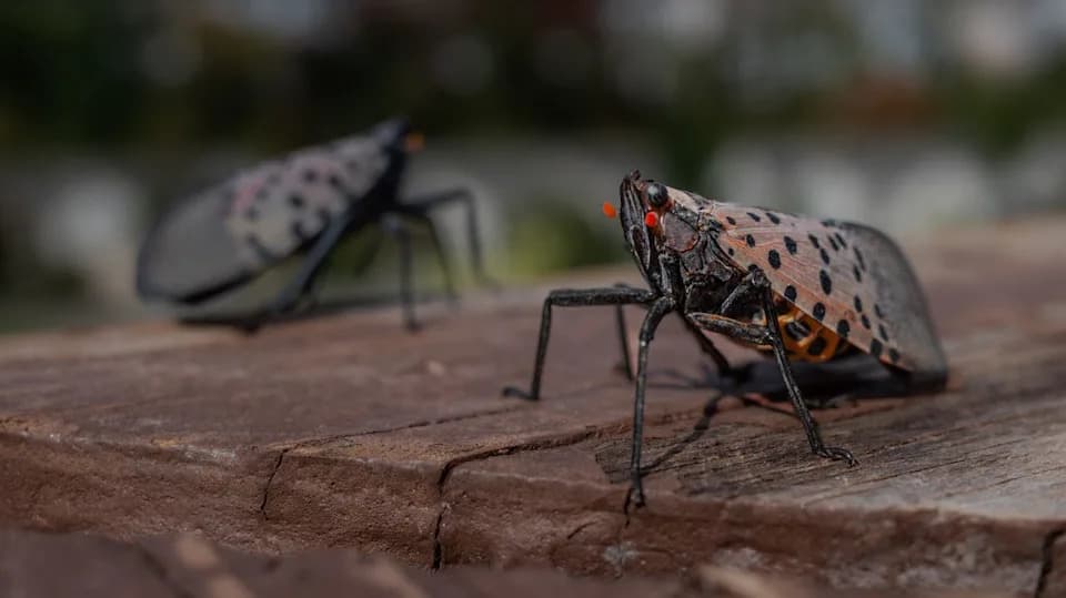 Spotted Lanternfly Se Širi Po SAD: Gradovi U Kini Mogu Biti Inkubatori Evolutivne Otpornosti