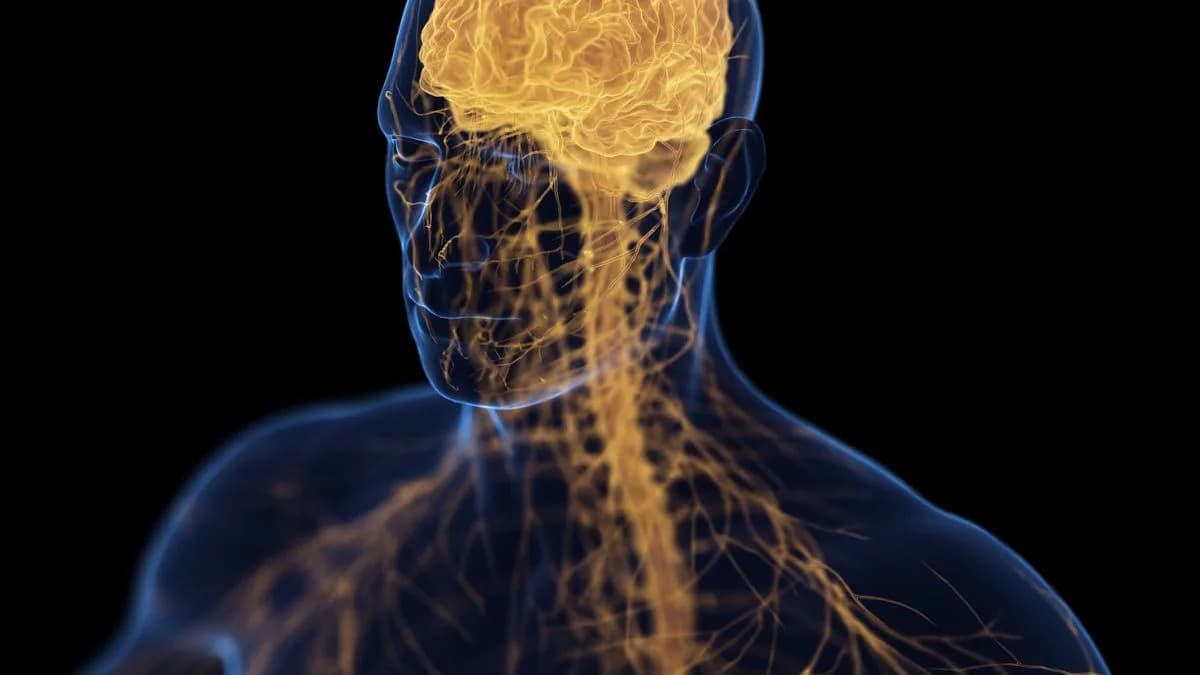 „Os–Mozak“ Osa Povezuje Depresiju i Osteoporozu — Šta To Znači Za Lečenje