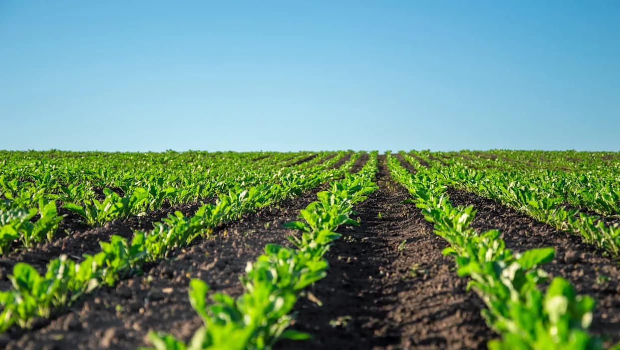 Revolucija u Uređivanju Gena Biljaka: Novi Metod Skraćuje Vreme Sa Meseci Na Nedelje