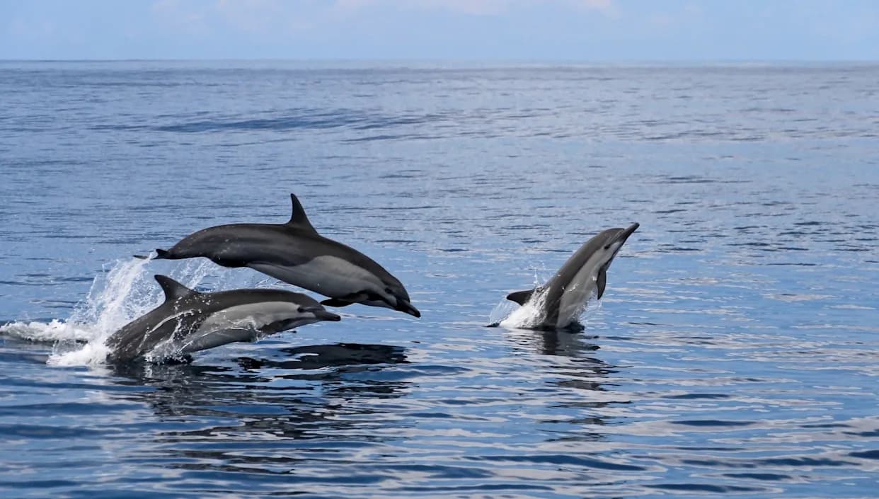 Alarmantan porast nasukavanja kitova i delfina: studija Univerziteta Havaja otkriva smrtonosne posledice plastike i sudara s brodovima