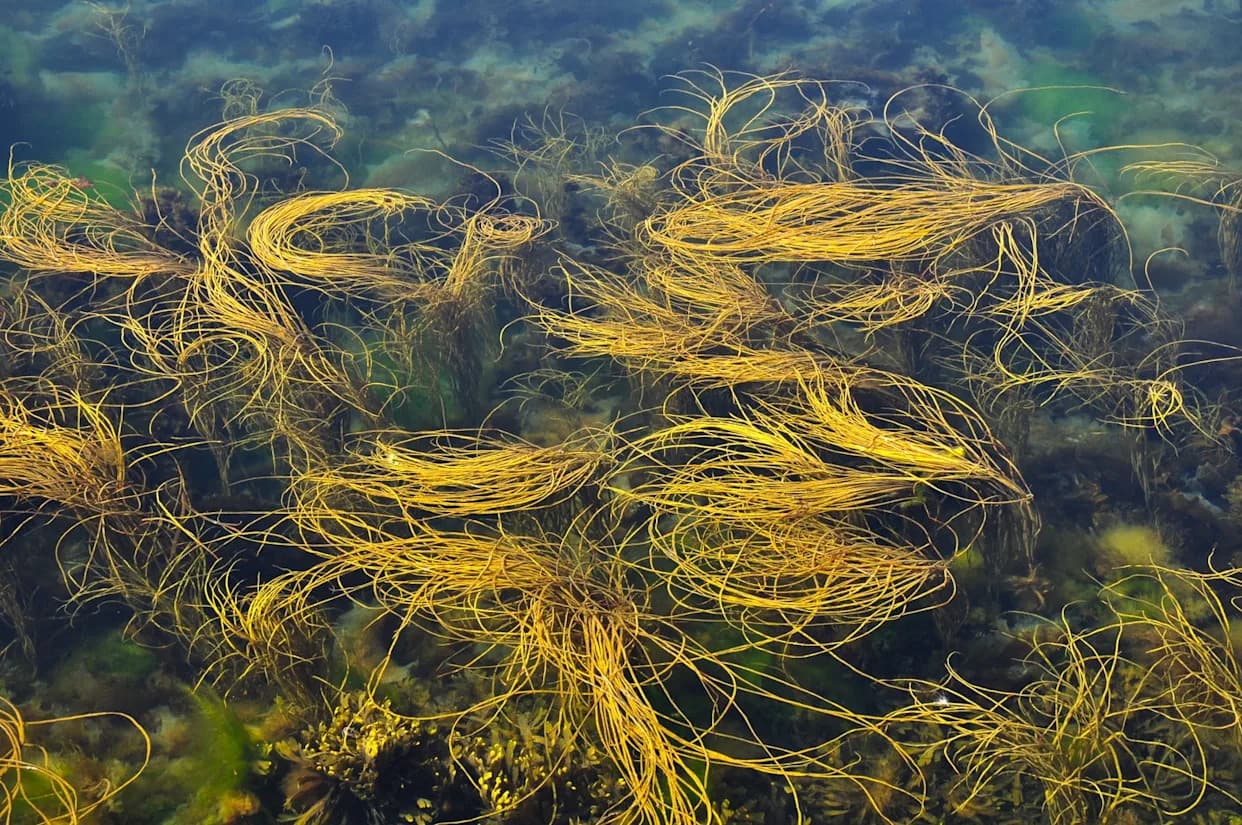 Prvi Snimak „Vilinskih Krugova“ Morske Trave U Škotskim Vodama — Mogu Uskoro Nestati