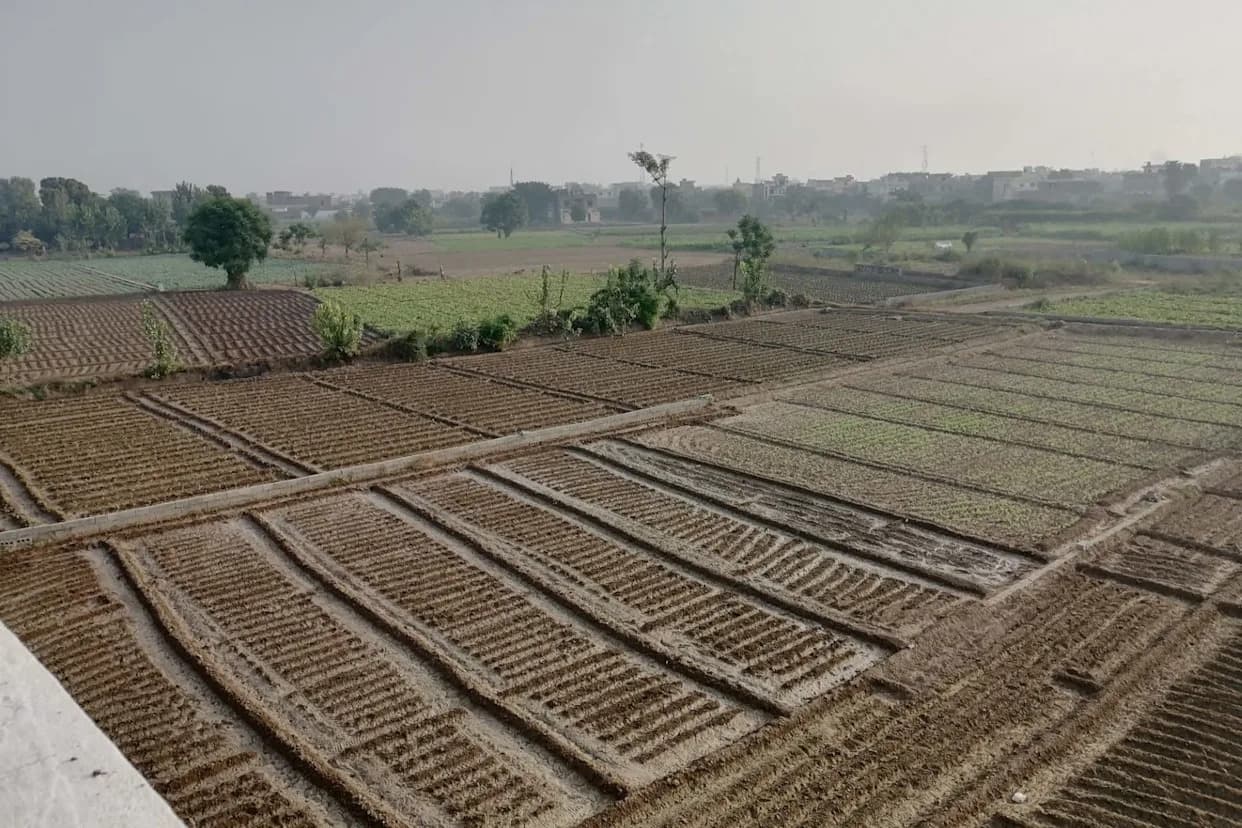 Mraz U Pakistanu Uništio 65% Prinosa Paradajza — Farmeri U Khushabu Ostali Bez Prihoda, Nauka Upozorava