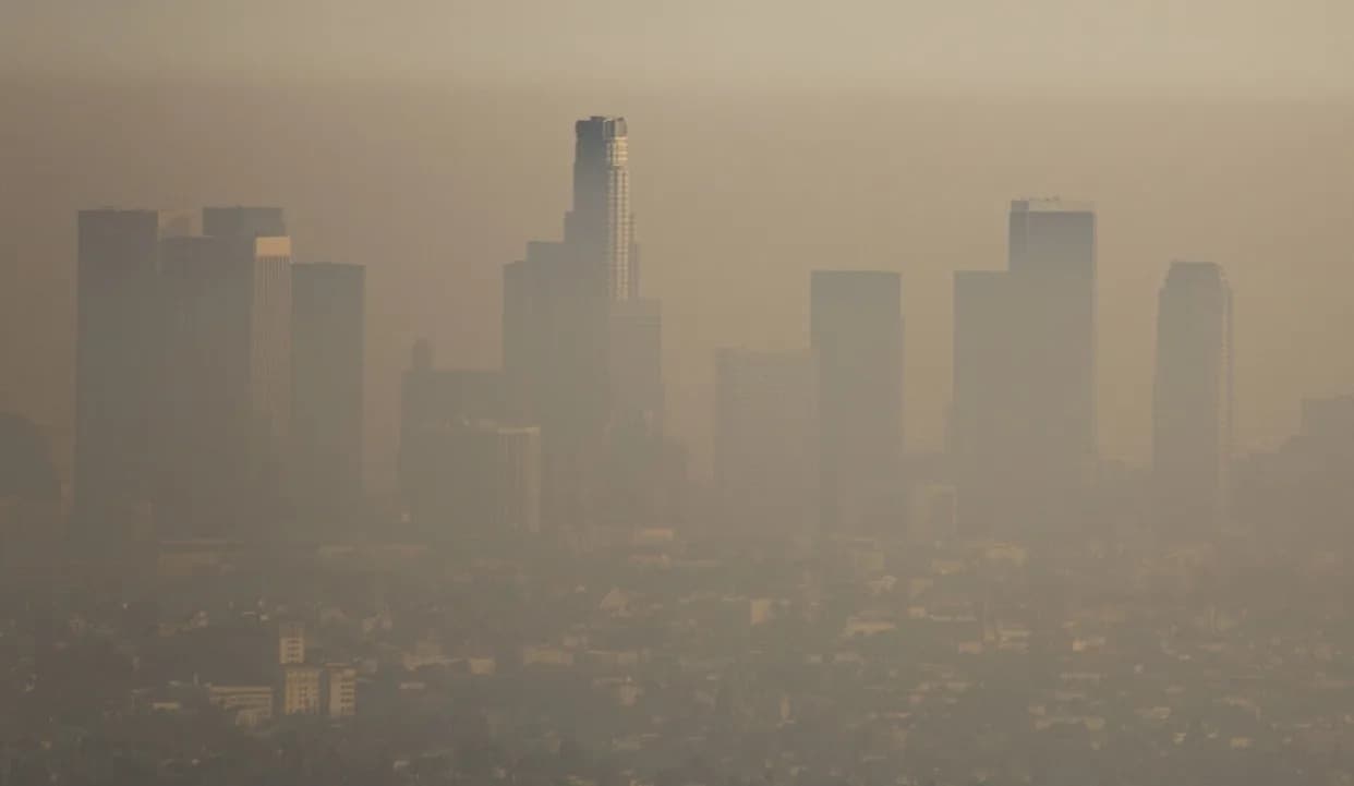 Zanemareno Prirodno Rešenje: Kako Mikorizne Gljive Podzemno Skladište Veliki Deo Godišnjeg Zagađenja