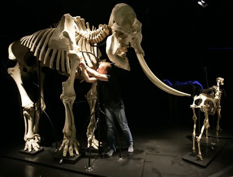 Otkrivena kost slona u Kordobi — mogući trag Hanibalovih ratnih slonova