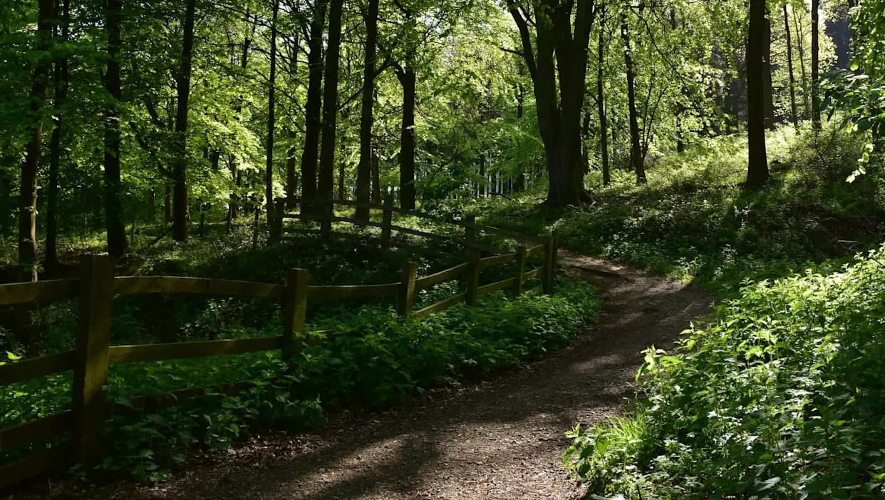 Neočekivano otkriće: Šuma sadrži skoro dvostruko više vazdušne mikroplastike nego gradski centar