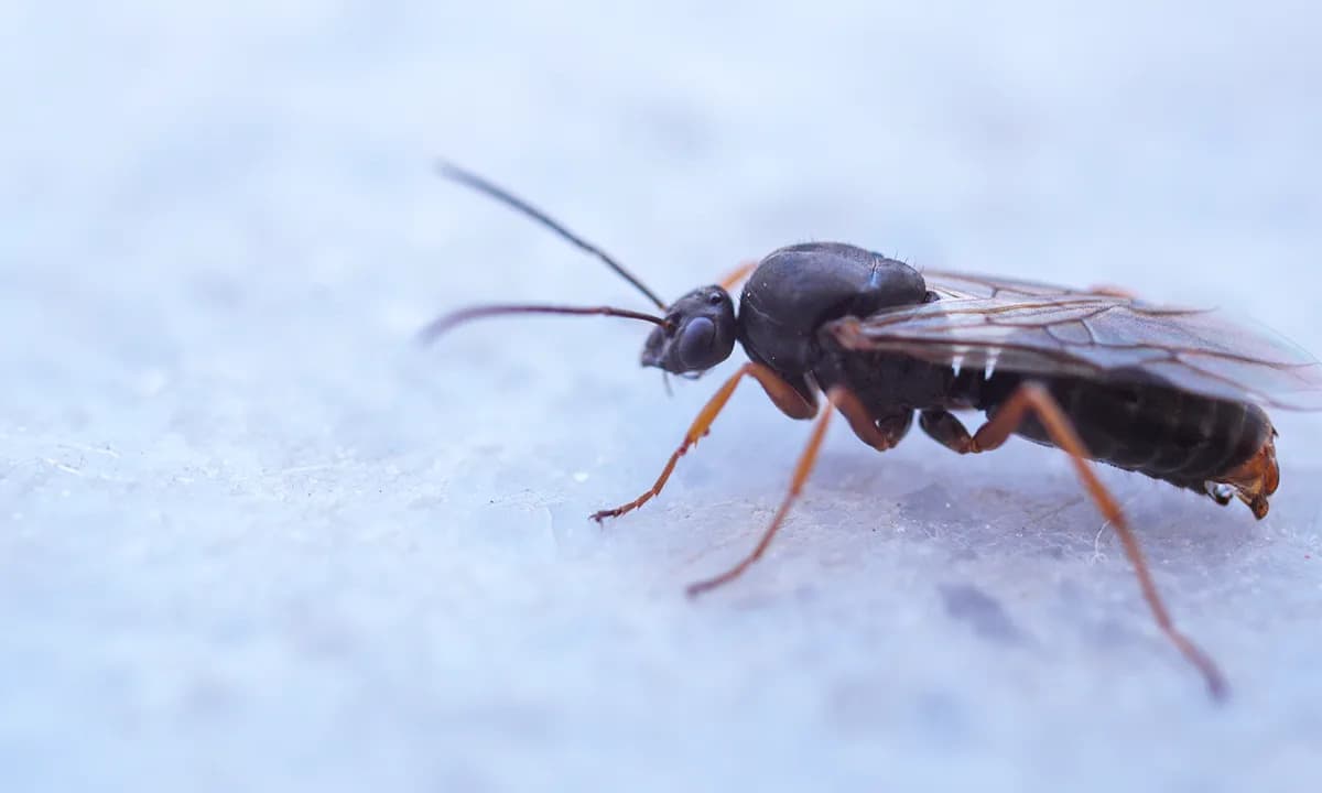 Virus iz osice hemijski kastrira moljca — otkriven molekularni mehanizam