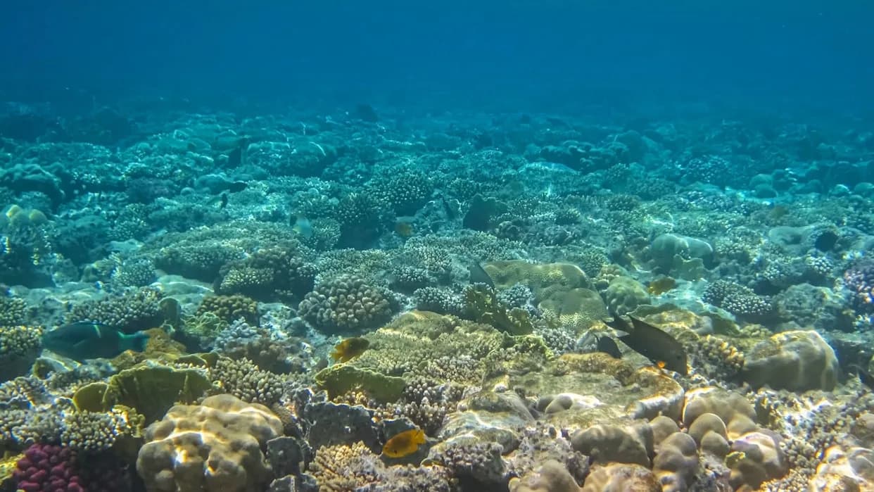 NOAA Olakšava Dozvole Za Rudarenje Morskog Dna — Naučnici U Alarmu: "Ulog Je Ogroman"