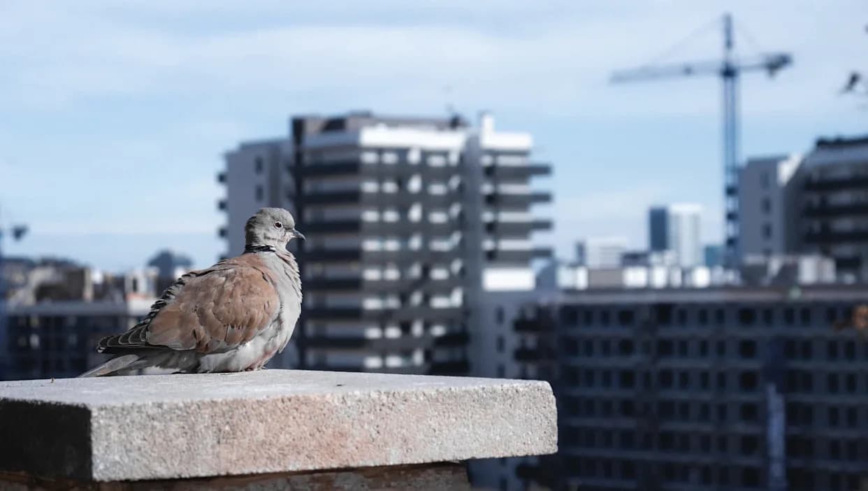 Pandemija promenila oblik kljunova gradskih ptica: „Bili smo zaista šokirani“