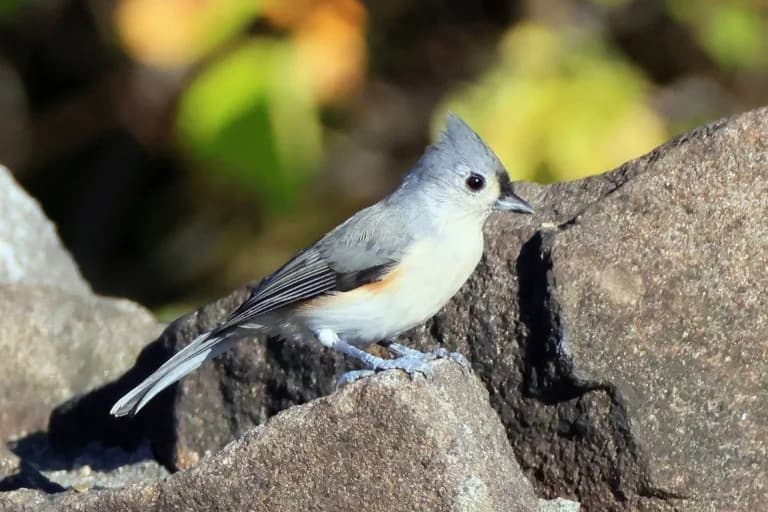 Bučna Pretnja: Ljudska Buka Ometa Ptice Na Šest Kontinenata I Smanjuje Uspeh Razmnožavanja