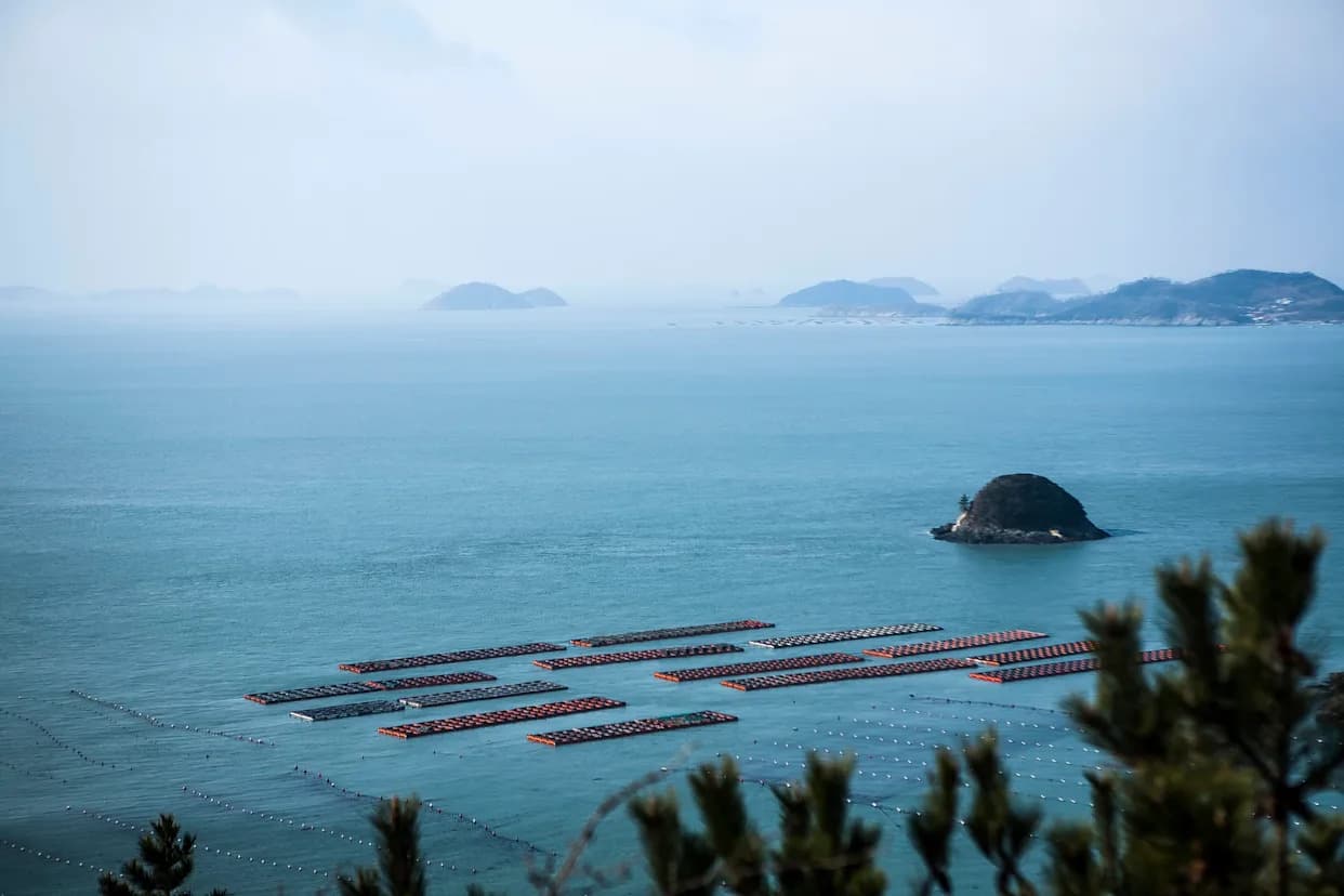 Zabrinjavajuća studija: Zagrijavanje mora preti akvakulturi Južne Koreje — rizik od „masovnih uginuća”