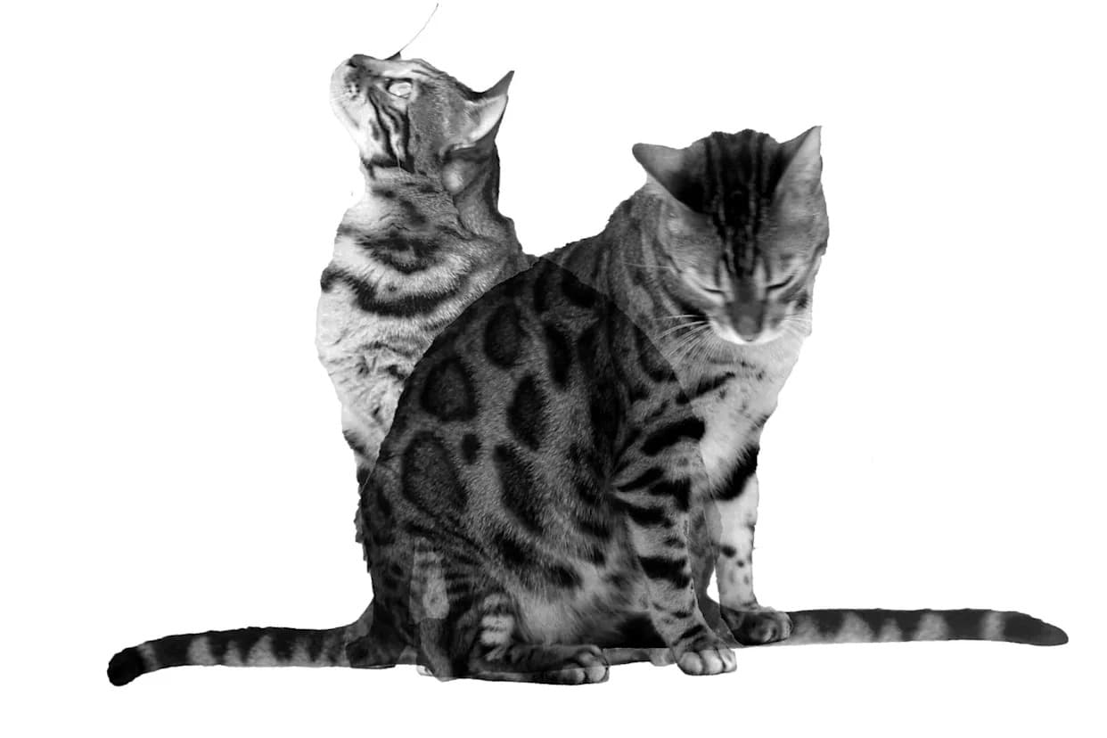 Naučnici Otkriли „Šrodingerov Mačak“ Od ~7.000 Atoma — Kvantna Superpozicija Na Skali Tranzistora