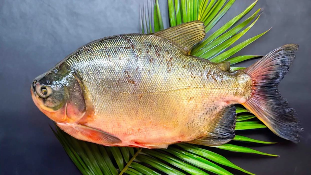 Biofilm Od Kože Amazonske Ribe Tambatinge — Ekološka Alternativa Za Pakovanje Hrane