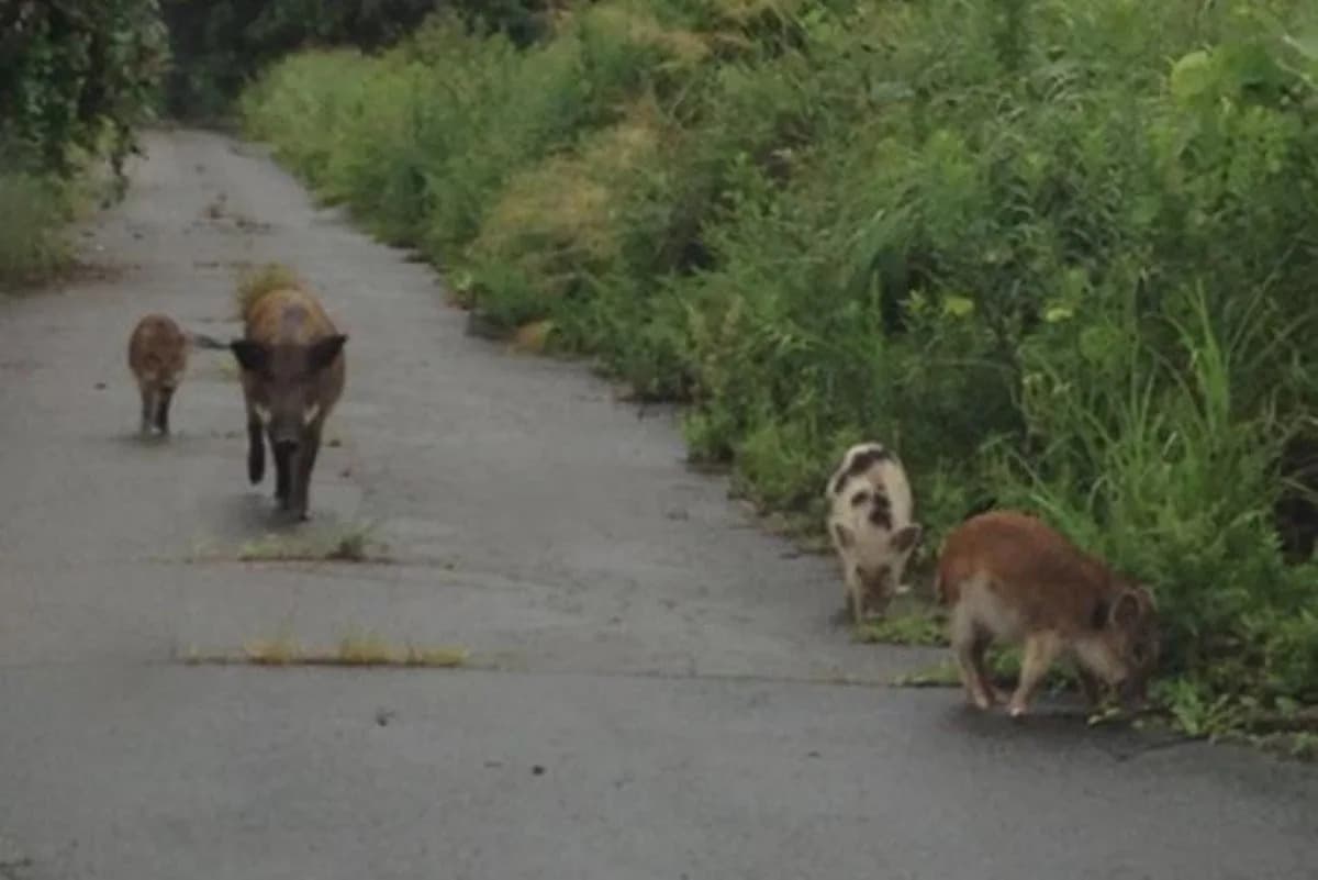 Otkrivena genetska tajna rasta hibrida svinja i vepra u Fukushimi