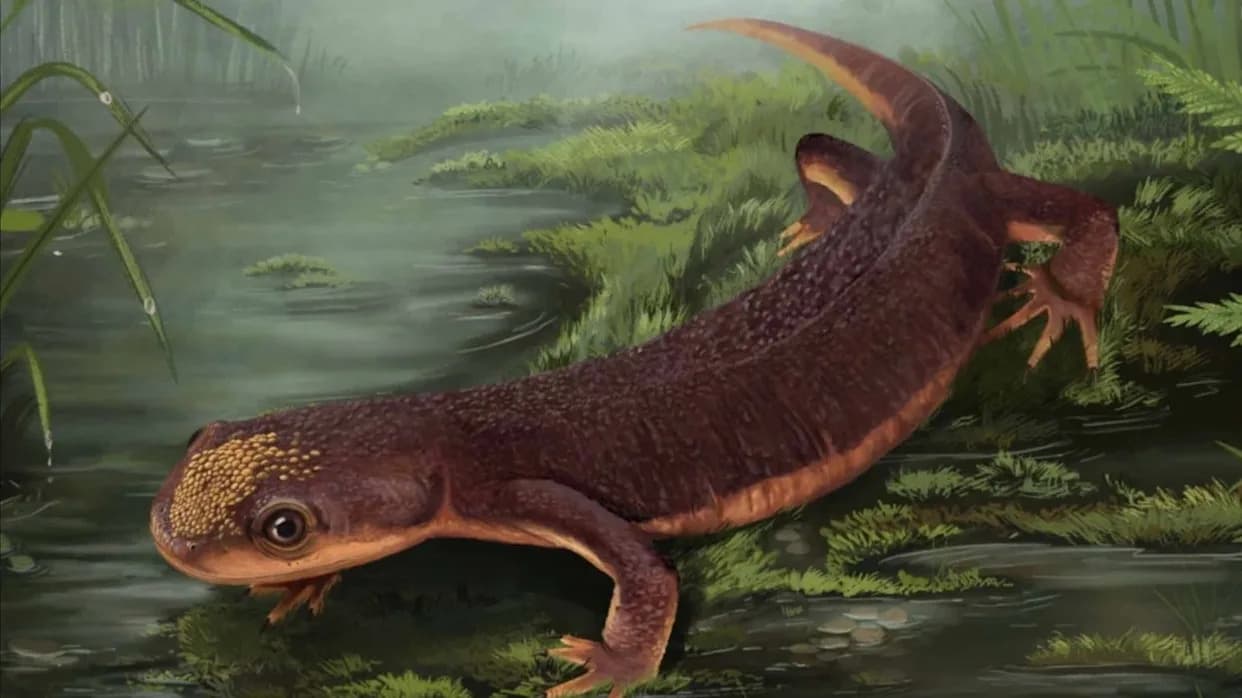 Mali jurski vodozemac iz Portugala menja istoriju evolucije — Nabia civiscientrix