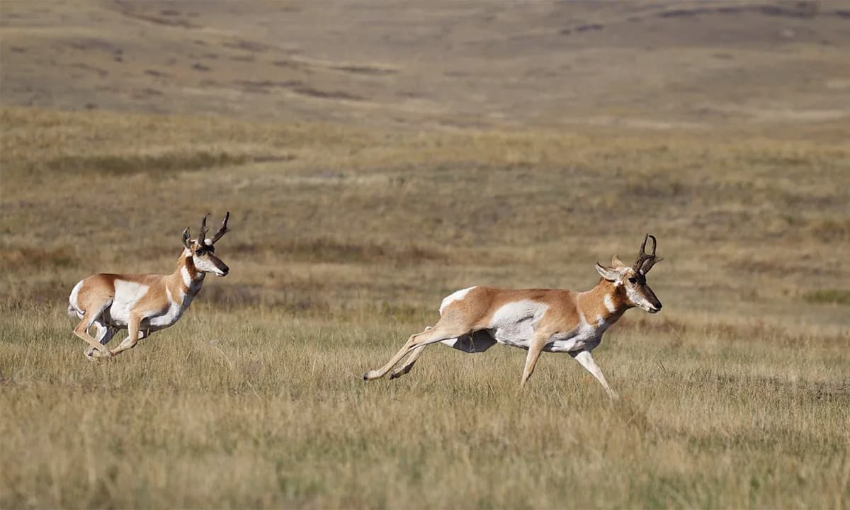 Kako su pronghorni postali munjevito brzi — brzina nastala pre američkih „geparda“