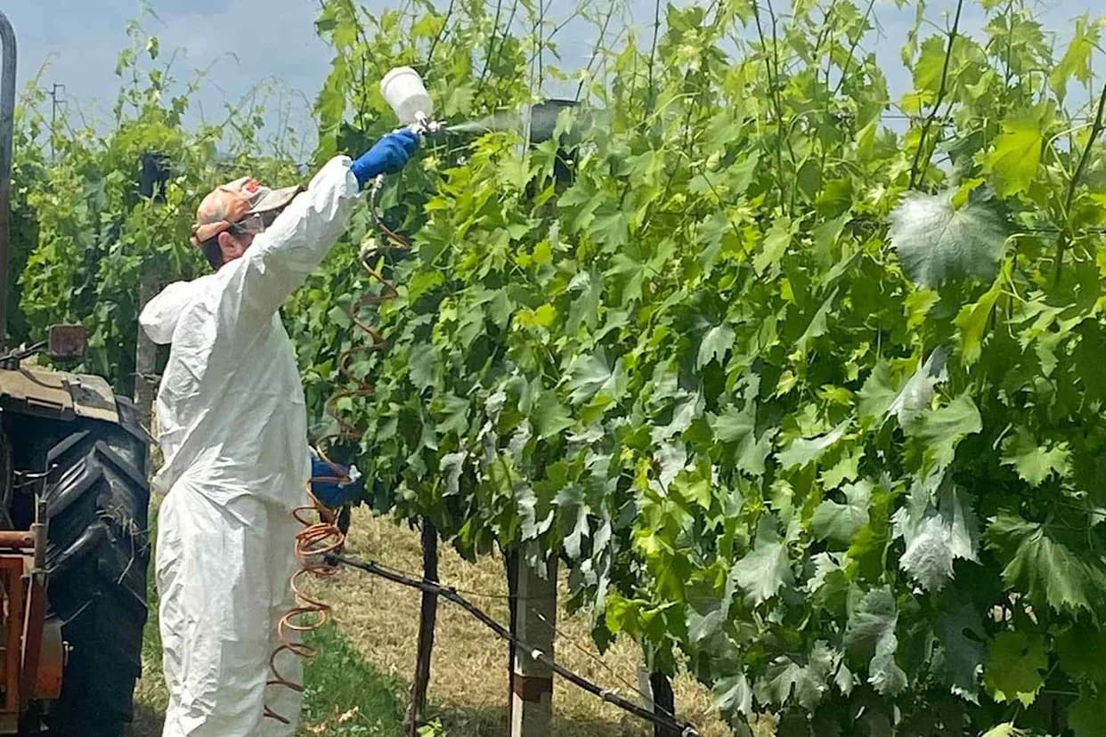 SafeWax — Biljni Premaz Koji Može Smanjiti Upotrebu Pesticida Za Najmanje 50%