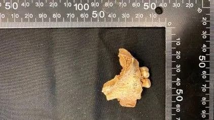 Ostaci Stari 11.000 Godina u Cumbriji: 'Ossick Lass' — mezolitska devojčica iz pećine