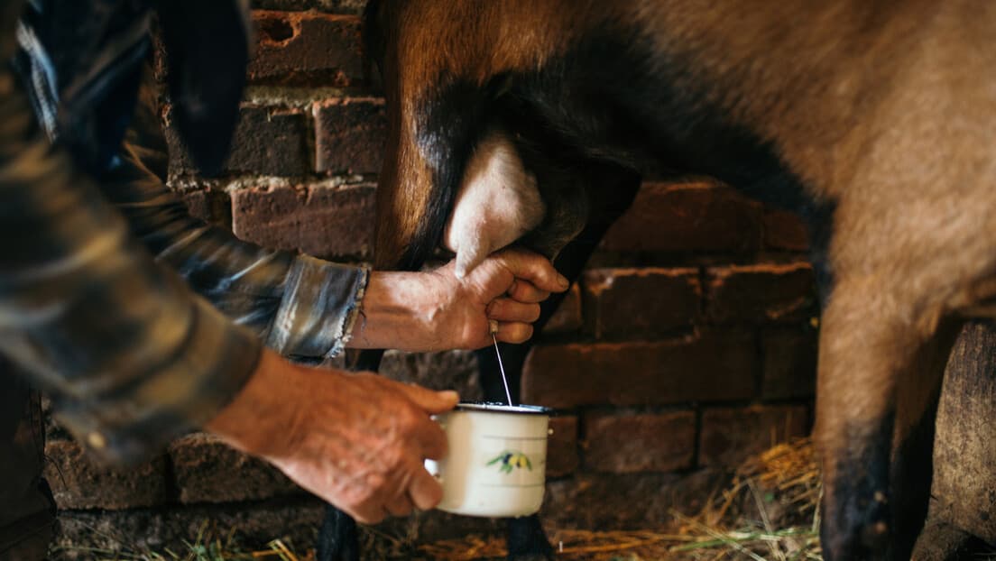 Odbor Predlaže Subvenciju za Preradu Viška Mleka u Prah — Država Nudi 1,5 € Po Kg