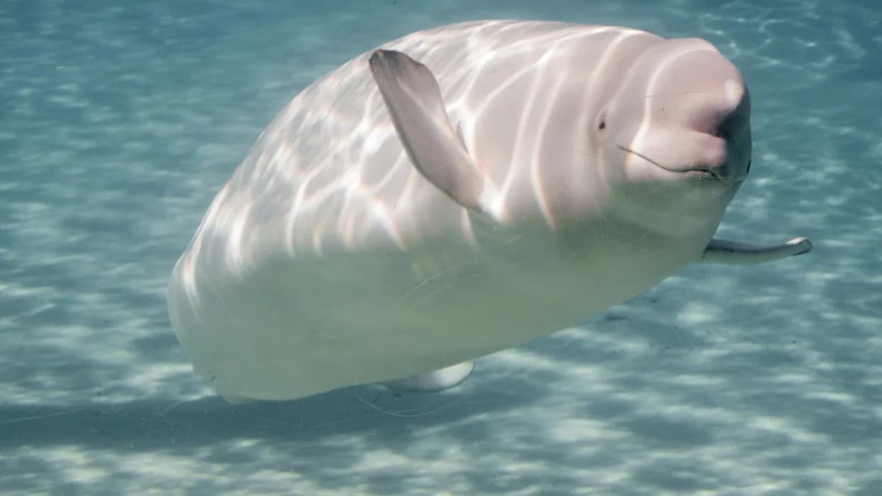 Otkriven „Veliki Levak Kitovskog Urina“: Kitovi Prevoze Hiljade Tona Azota Iz Polova U Tropüke Vode