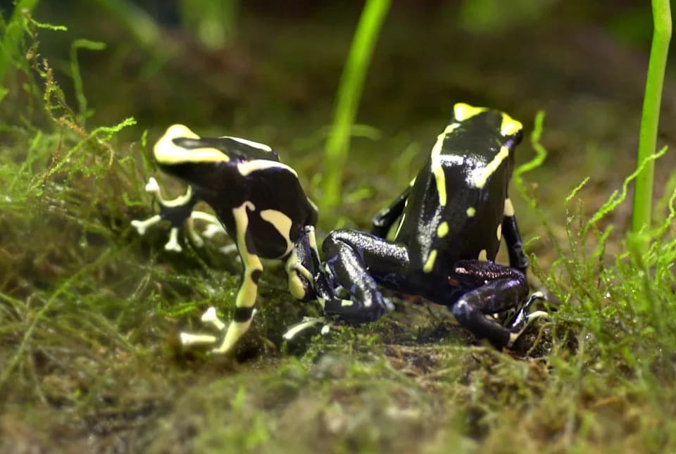 Atentat žabom? Izveštaj o epibatidinu ponovo otvara pitanja o smrti Alekseja Navaljnog