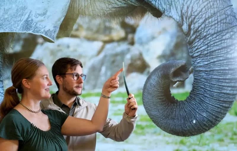 Kako slonovi 'osećaju' surlu: Brkovi kao ugrađeni senzori dodira