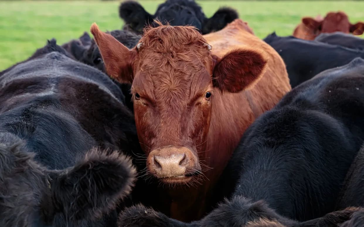 Super-odresci iz „dizajniranih” bikova: kako surrogatni bikovi mogu promeniti industriju govedine