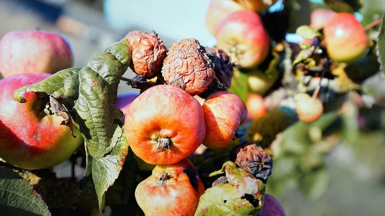 Poljoprivrednici Upozoravaju: Izuzetno Kišovit Početak 2026. Preti Truljenjem Useva i Ugrožava Stoku