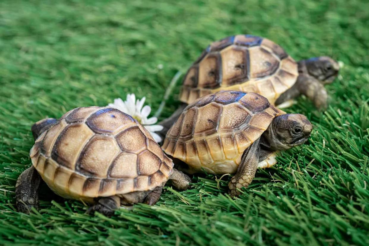 Ženke Hermannovih Kornjača Padaju Sa Litica Da Izbegnu Seksualnu Agresiju Mužjaka — Studija Upozorava Na Demografski Kolaps