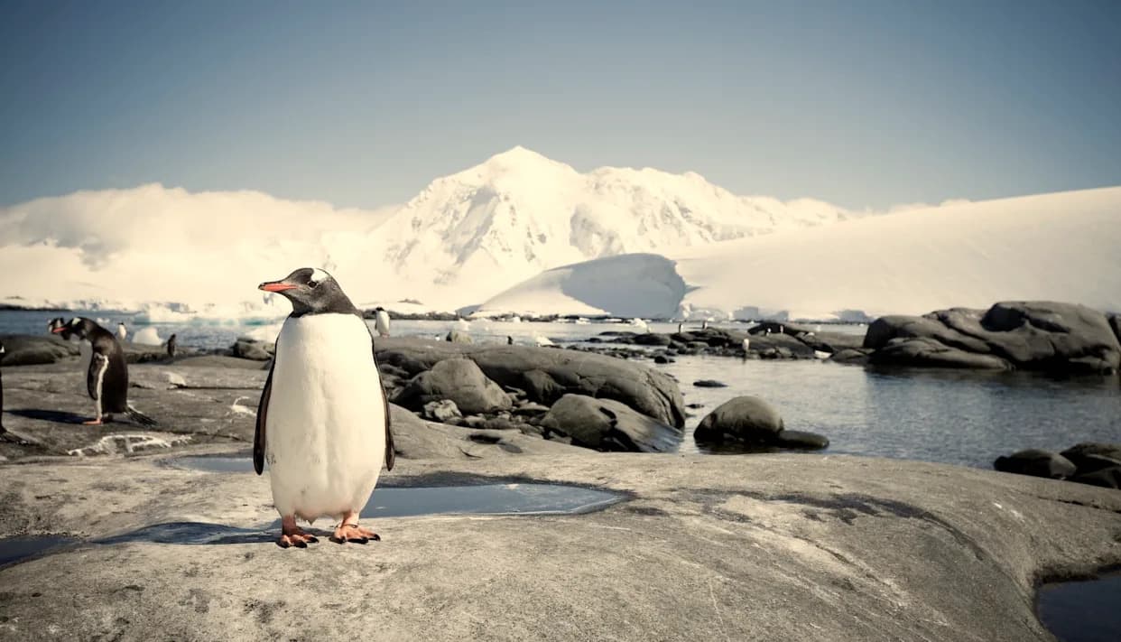 Studija Pokazuje: Sezona Parenja Pingvina Pomera Se Ranije — 'Biće Pobednika I Gubitnika' Zbog Zagrevanja