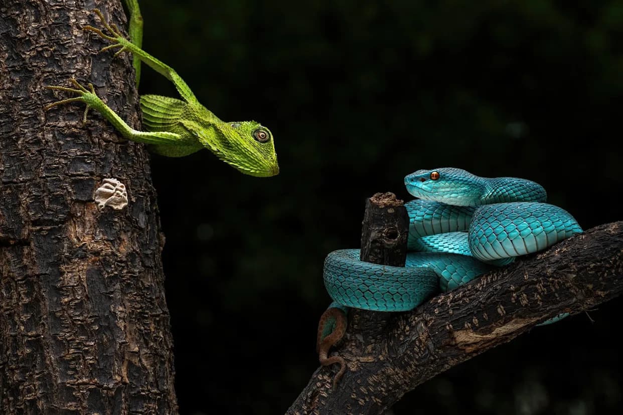 Kriptične Vrste Mogu Dvostruko Povećati Broj Kralježnjaka Na Zemlji