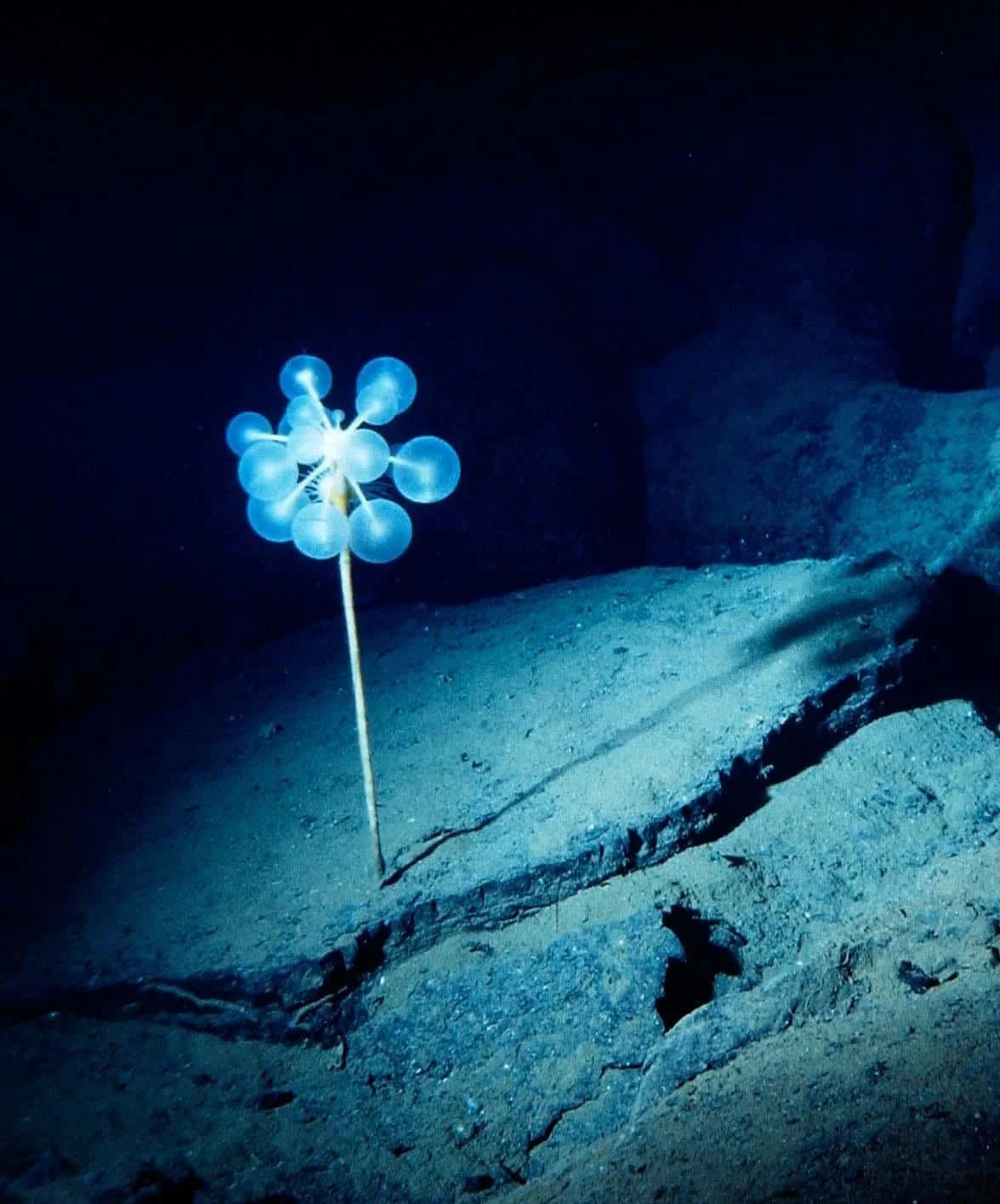 Spužva „Smrtonosna kugla“ Otkrivena u Južnom Okeanu: Novi karnivorni predator na 3.601 m