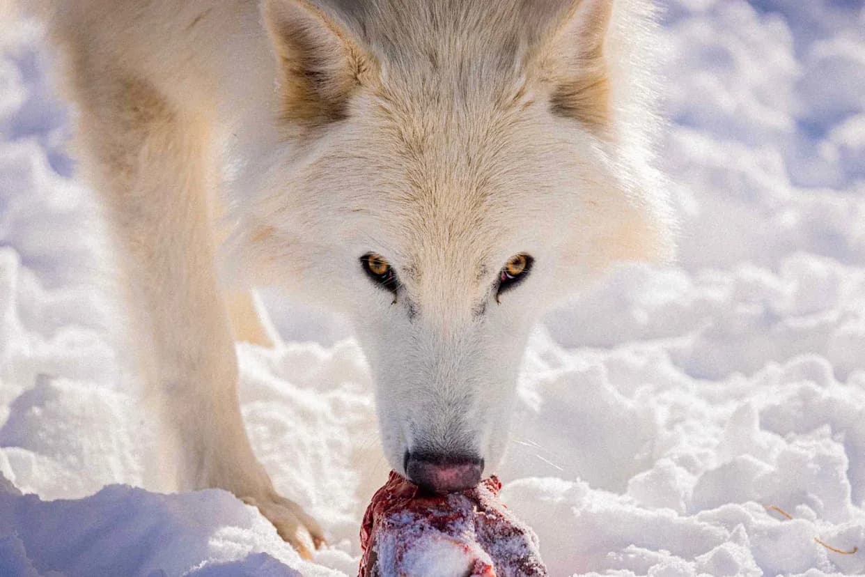 Colossal: Dire vukovi iz projekta de-eksinkcije sada su odrasli i love kao čopor