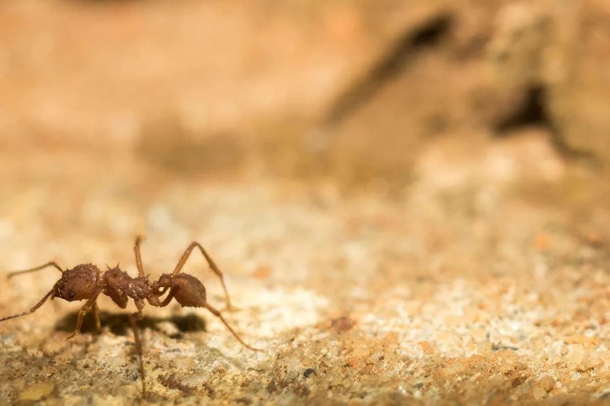 Trka po vrelom pesku: kako saharski srebrni mrav preteče sunce