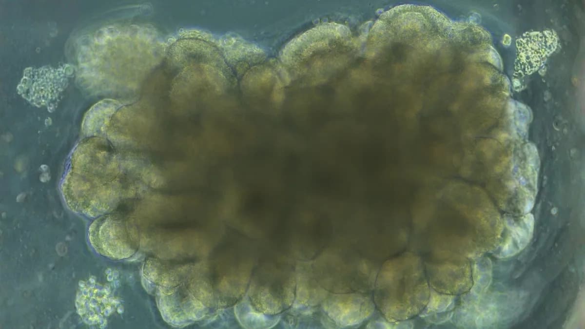 Mini-moždani organoidi naučeni da balansiraju virtuelni štap — adaptivna stimulacija podiže uspeh na 46%