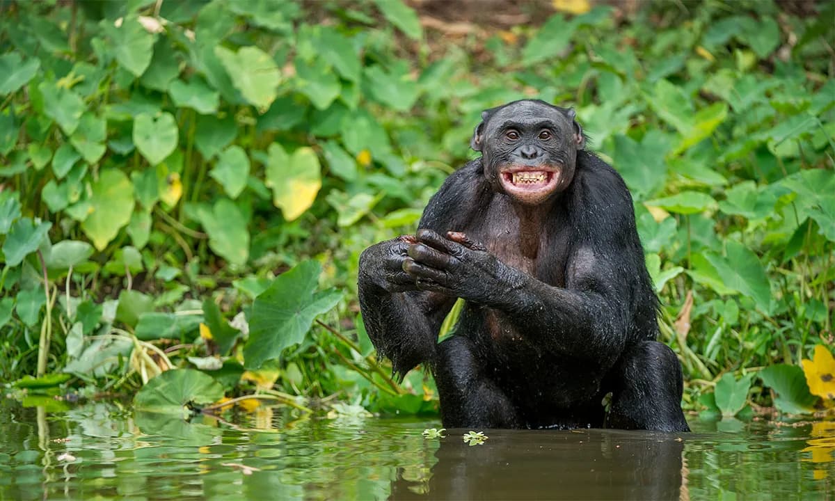 Bonobi: Osmesi Ne Ubrzavaju Seks, Ali Njihov Prestanak Usporava Tempo