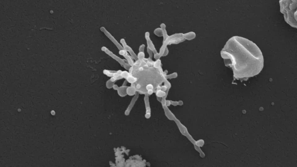 Drevni 'Asgard' mikrobi možda su koristili kiseonik pre nego što je bio rasprostranjen — novi uvid u poreklo složenog života