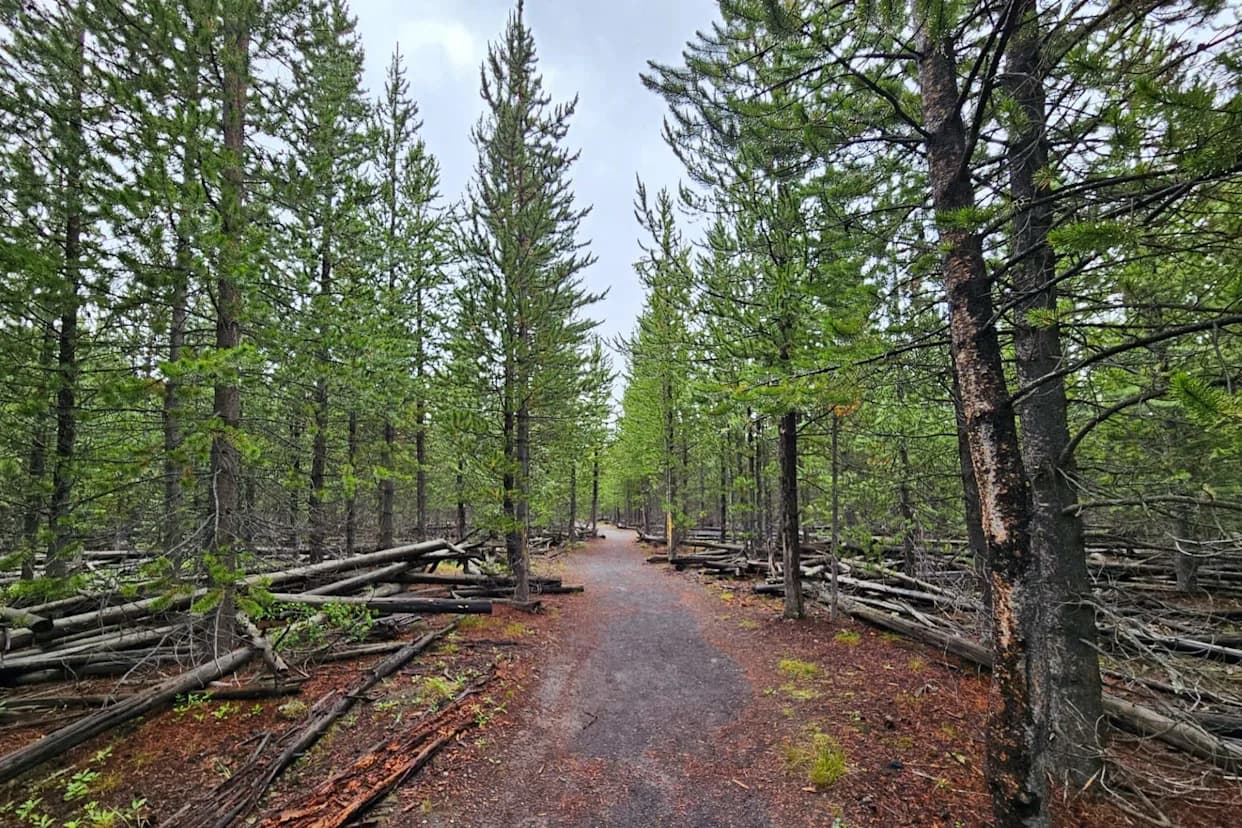 Kamere u Yellowstoneu Zabeležile „Neprijatelji Sa Koristi“ — Kako Su Vukovi Naterali Pume Da Promene Lov