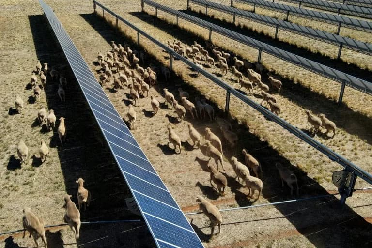 Solarne „ovce“ u Australiji: Kako agrivoltaika donosi energiju i bolju vunu