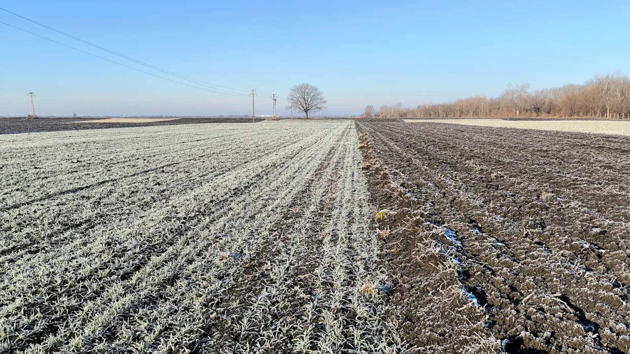 Vidalia Na Rubu Žetve: Suša i Duboki Mrazevi Ugrožavaju Proizvodnju u Džordžiji