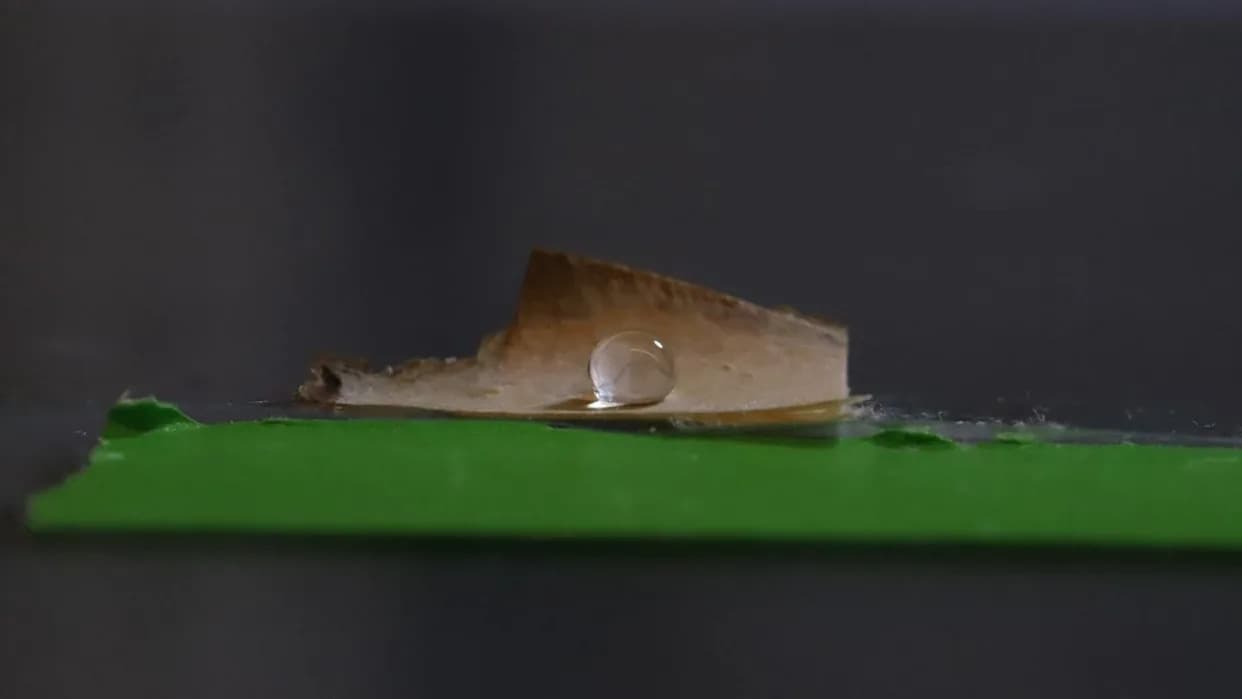 Univerzitet Mejn: Gljive Pretvorene u Biorazgradivu Ambalažu Otpornu na Vodu i Masnoće