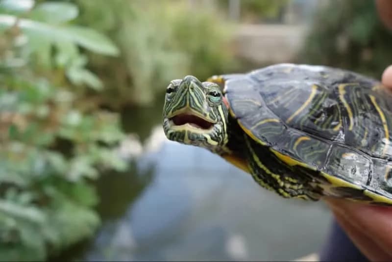 Mozgovi kornjača otkrivaju drevne vizuelne sposobnosti stare stotinama miliona godina