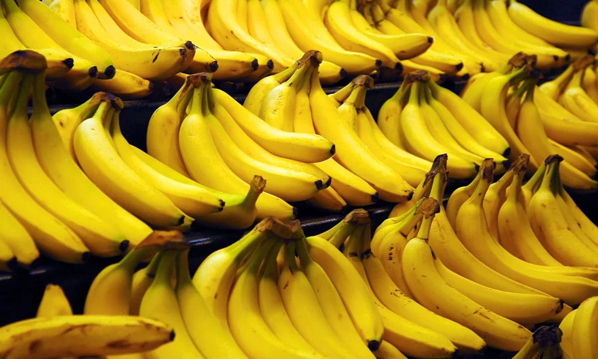Novo Otkriće Gena U Divljoj Banani Može Odložiti „Bananapokalipsu“