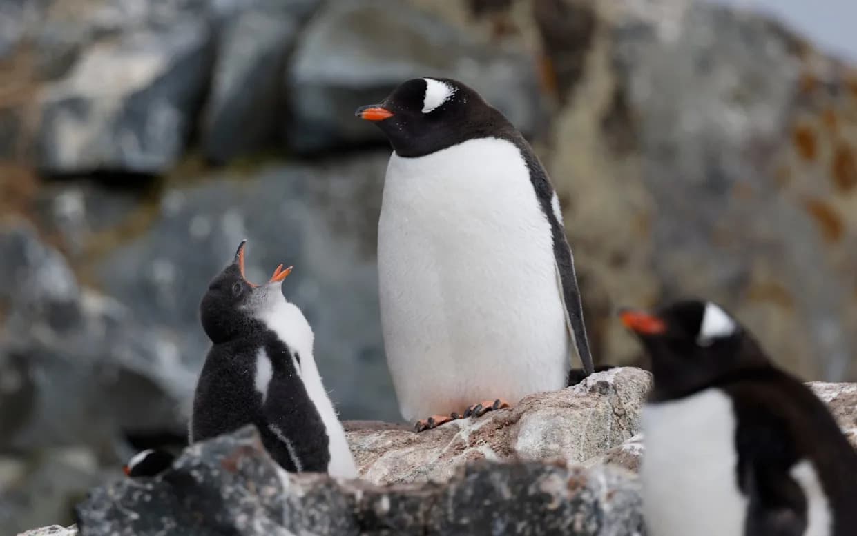 Britanski naučnici kopaju za drevnim patogenima u pingvinskom guanu na Antarktiku